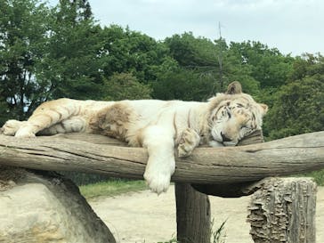 群馬サファリパークに投稿された画像（2021/5/1）