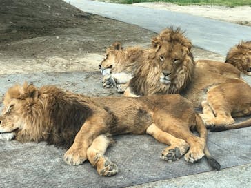 群馬サファリパークに投稿された画像（2021/5/1）