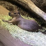 カワスイ 川崎⽔族館に投稿された画像（2021/5/1）