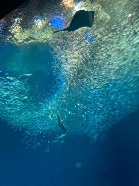 アクアワールド茨城県大洗水族館に投稿された画像（2021/5/1）