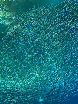 アクアワールド茨城県大洗水族館に投稿された画像（2021/5/1）