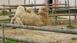 東武動物公園に投稿された画像（2021/5/1）