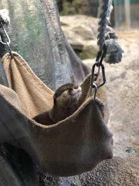 新江ノ島水族館に投稿された画像（2021/5/1）