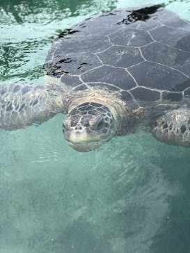 新江ノ島水族館に投稿された画像（2021/5/1）