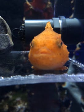 新江ノ島水族館に投稿された画像（2021/5/1）