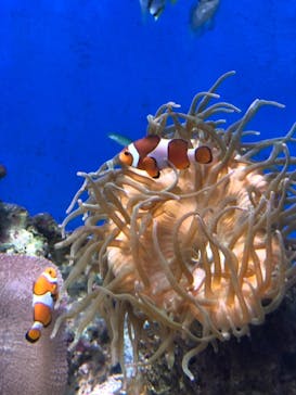 新江ノ島水族館に投稿された画像（2021/5/1）