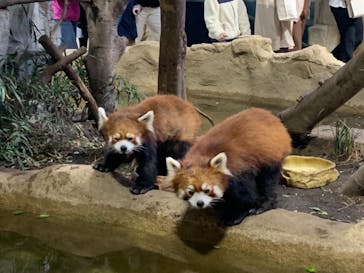 那須どうぶつ王国に投稿された画像（2021/5/1）