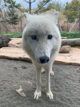 那須どうぶつ王国に投稿された画像（2021/5/1）