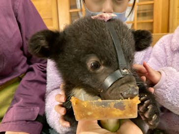 奥飛騨クマ牧場に投稿された画像（2021/5/1）