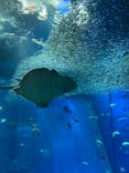 アクアワールド茨城県大洗水族館に投稿された画像（2021/5/1）