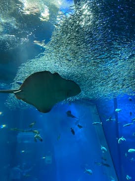 アクアワールド茨城県大洗水族館に投稿された画像（2021/5/1）