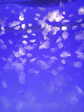 アクアワールド茨城県大洗水族館に投稿された画像（2021/5/1）