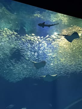 アクアワールド茨城県大洗水族館に投稿された画像（2021/5/1）