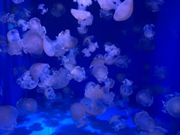 新江ノ島水族館に投稿された画像（2021/5/1）