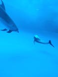 アクアワールド茨城県大洗水族館に投稿された画像（2021/5/1）
