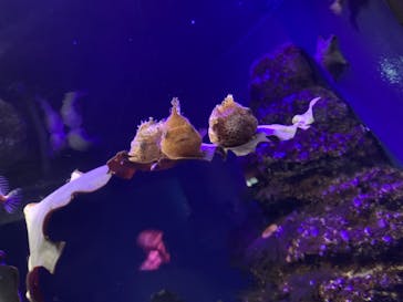 新江ノ島水族館に投稿された画像（2021/5/1）