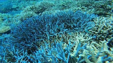 西表島 ADVENTURE PiPi（アドベンチャーピピ）に投稿された画像（2021/5/1）