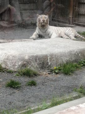 東武動物公園に投稿された画像（2021/5/1）