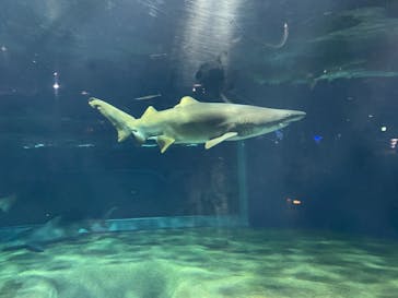 アクアワールド茨城県大洗水族館に投稿された画像（2021/5/1）