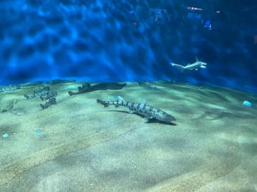アクアワールド茨城県大洗水族館に投稿された画像（2021/5/1）