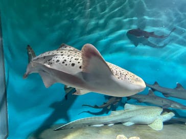 アクアワールド茨城県大洗水族館に投稿された画像（2021/5/1）