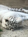 東武動物公園に投稿された画像（2021/5/1）