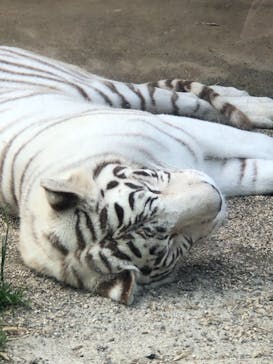 東武動物公園に投稿された画像（2021/5/1）