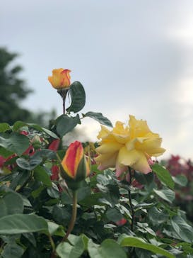 東武動物公園に投稿された画像（2021/5/1）