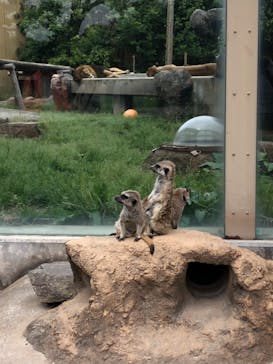 東武動物公園に投稿された画像（2021/5/1）