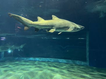 アクアワールド茨城県大洗水族館に投稿された画像（2021/5/1）