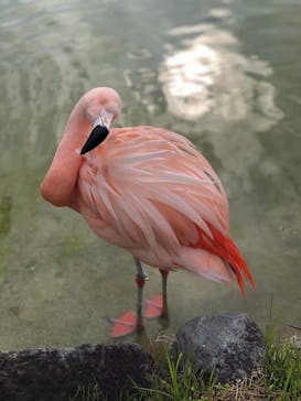 東武動物公園に投稿された画像（2021/5/1）