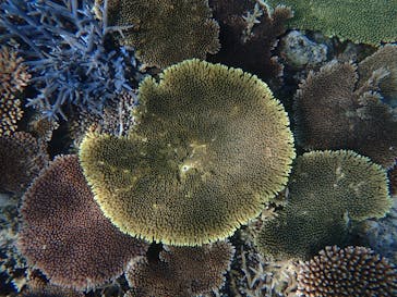 西表島 ADVENTURE PiPi（アドベンチャーピピ）に投稿された画像（2021/5/1）