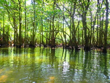 西表島 ADVENTURE PiPi（アドベンチャーピピ）に投稿された画像（2021/5/1）