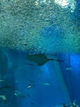 アクアワールド茨城県大洗水族館に投稿された画像（2021/5/2）