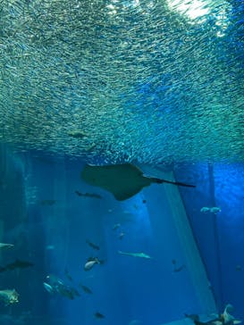 アクアワールド茨城県大洗水族館に投稿された画像（2021/5/1）