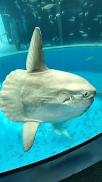 横浜・八景島シーパラダイスに投稿された画像（2021/5/1）