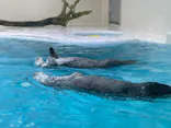 鳥羽水族館に投稿された画像（2021/5/2）