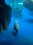 鳥羽水族館に投稿された画像（2021/5/2）