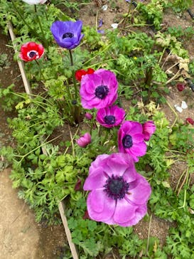 成田ゆめ牧場に投稿された画像（2021/5/2）