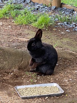 成田ゆめ牧場に投稿された画像（2021/5/2）