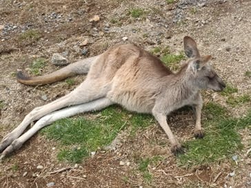 那須どうぶつ王国に投稿された画像（2021/5/2）