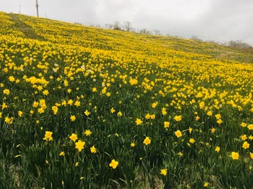 びわ湖バレイに投稿された画像（2021/5/2）