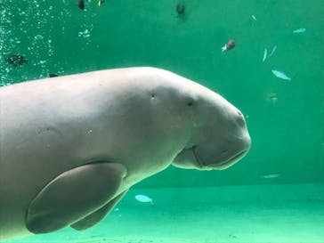 鳥羽水族館に投稿された画像（2021/5/2）