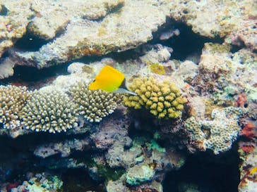 石垣島 ADVENTURE PiPi（イシガキジマアドベンチャーピピ）に投稿された画像（2021/5/2）