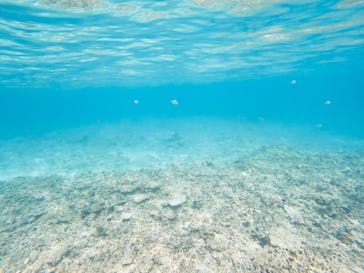 石垣島 ADVENTURE PiPi（イシガキジマアドベンチャーピピ）に投稿された画像（2021/5/2）