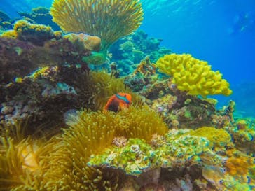 西表島 ADVENTURE PiPi（アドベンチャーピピ）に投稿された画像（2021/5/2）