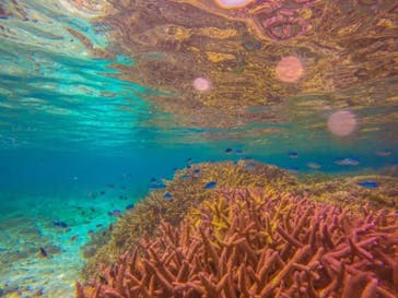 西表島 ADVENTURE PiPi（アドベンチャーピピ）に投稿された画像（2021/5/2）