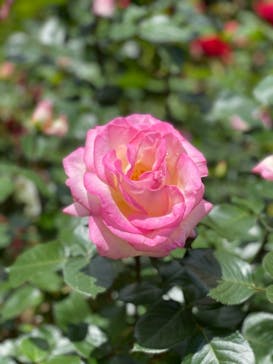 鳩山会館に投稿された画像（2021/5/2）