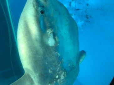 横浜・八景島シーパラダイスに投稿された画像（2021/5/2）