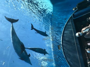 横浜・八景島シーパラダイスに投稿された画像（2021/5/2）